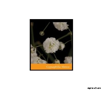 Gypsophilia XI