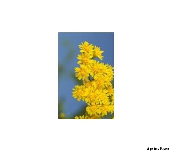 Solidago Golden Glory