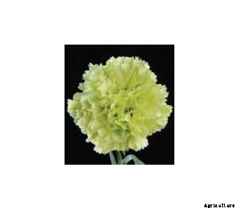 Carnations Novelties