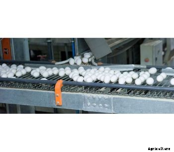Ganadera Ganal - Egg Conveyor