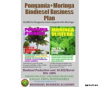 Biodiesel Business Plan - pongamia+moringa biodiesel business PLAN 10000 Hectare