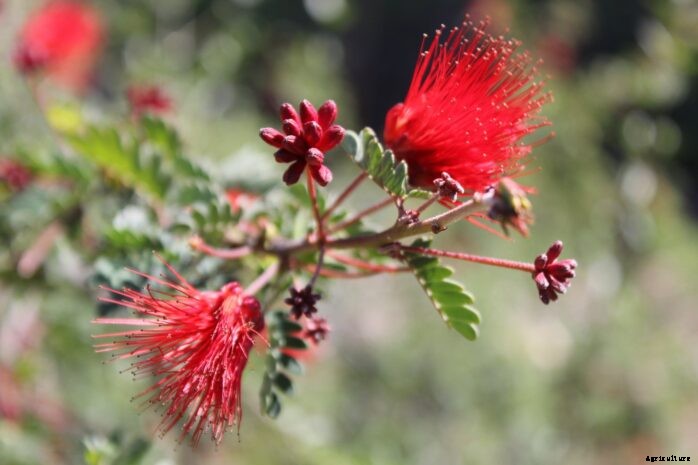 Plants That Grow Well In Arizona Full Sun – 2021 Complete Guide