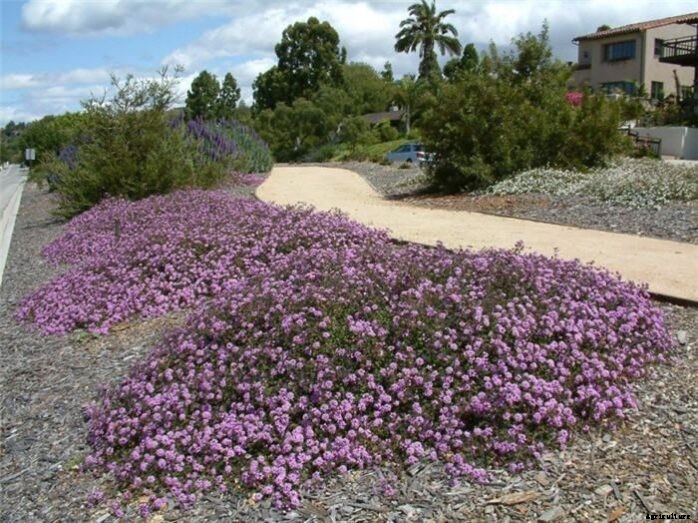 Plants That Grow Well In Arizona Full Sun – 2021 Complete Guide