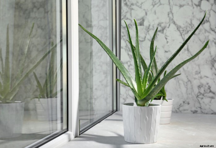 Plants That Grow Well In Arizona Full Sun – 2021 Complete Guide