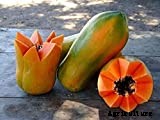 How to Grow Papaya | Growing Papaya Tree from Seed