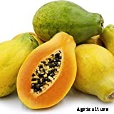 How to Grow Papaya | Growing Papaya Tree from Seed