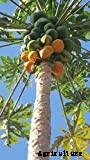 How to Grow Papaya | Growing Papaya Tree from Seed