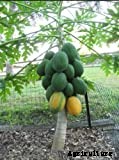 How to Grow Papaya | Growing Papaya Tree from Seed