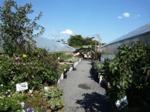 An Introduction to Urban Farming, Types, Ideas, and Benefits