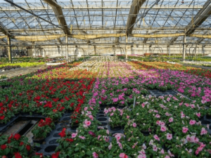 An Introduction to Urban Farming, Types, Ideas, and Benefits