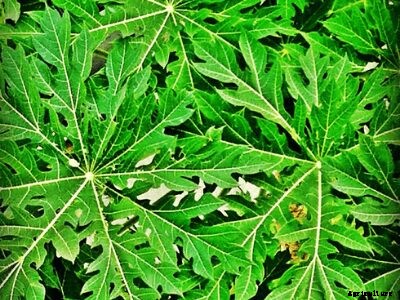 How to Grow Papaya | Growing Papaya Tree from Seed