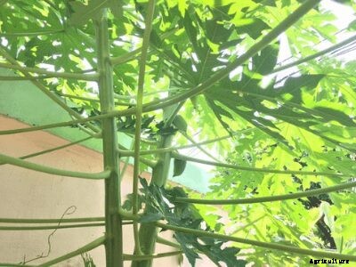 How to Grow Papaya | Growing Papaya Tree from Seed