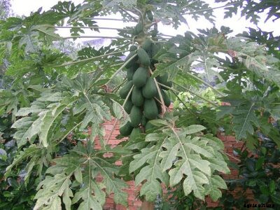 How to Grow Papaya | Growing Papaya Tree from Seed