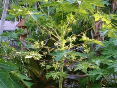 How to Grow Papaya | Growing Papaya Tree from Seed