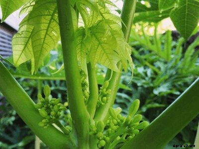 How to Grow Papaya | Growing Papaya Tree from Seed