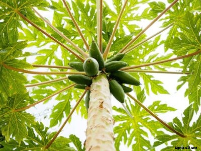 How to Grow Papaya | Growing Papaya Tree from Seed