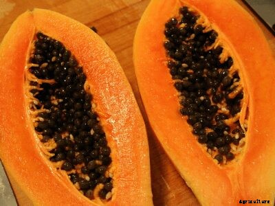 How to Grow Papaya | Growing Papaya Tree from Seed