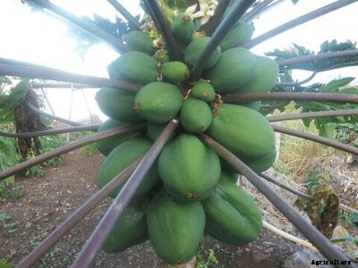 How to Grow Papaya | Growing Papaya Tree from Seed