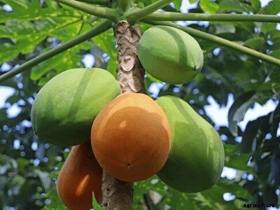 How to Grow Papaya | Growing Papaya Tree from Seed
