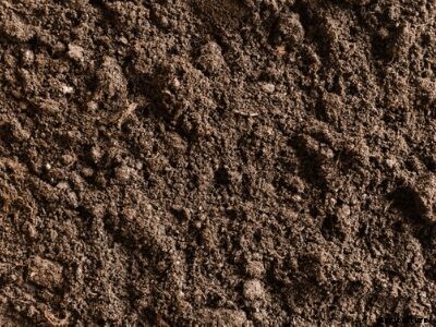 The Complete Guide on Crops Suitable for Black Soil