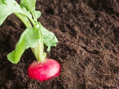 The Complete Guide on Crops Suitable for Black Soil