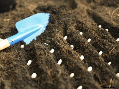 The Complete Guide on Crops Suitable for Black Soil
