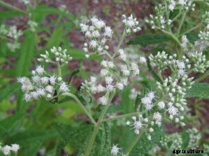 A Step by Step Guide on Growing Medicinal Plants Hydroponically