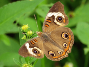 Guide To Organic Farming Methods