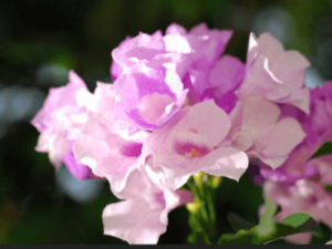 A Step by Step Guide on Growing Medicinal Plants Hydroponically