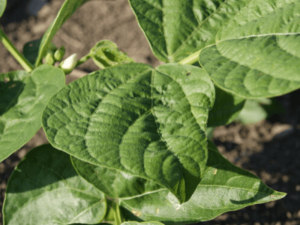 An Ultimate Guide on Organic Beans Cultivation Practices and Methods