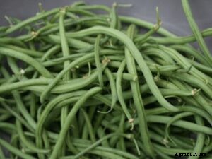 An Ultimate Guide on Organic Beans Cultivation Practices and Methods
