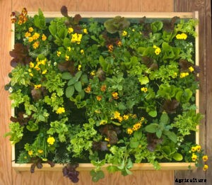 A Step by Step Guide to Vertical Herb Farming and Cultivation