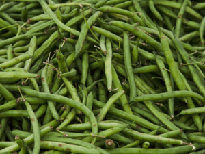 An Ultimate Guide on Organic Beans Cultivation Practices and Methods