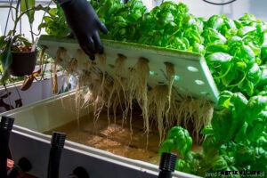 A Step by Step Guide to Vertical Herb Farming and Cultivation