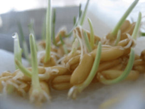 A Step by Step Guide to Wheat Seed Germination Procedure