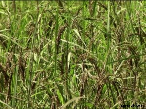 A Step by Step Guide to Wheat Seed Germination Procedure