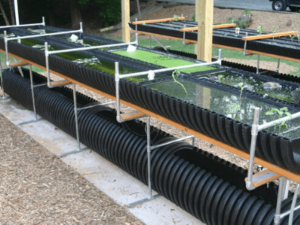 A Step by Step Guide to Organic Aquaculture in India