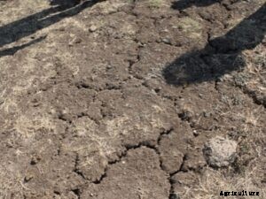 An Ultimate Guide to Soil Degradation Causes and Preventive Methods