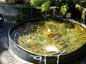 A Step by Step Guide to Organic Aquaculture in India