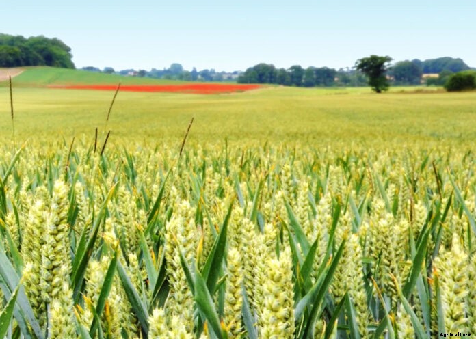 Why is Agriculture Important and its Role in Everyday Life