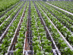 An Overview of Internet of Things (IoT) for Farming , Challanges and Benifits