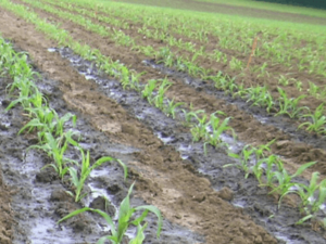 Coronalockdown |  Effect on Farming and Agriculture Markets