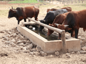 Coronalockdown |  Effect on Farming and Agriculture Markets