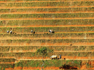 Impact and Advantages of Latest Agriculture Technologies in India