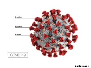 Could Coronavirus be Transmitted Through Fresh Vegetables and Fruits?