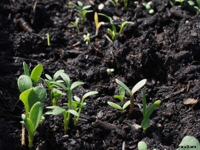 Types of Soil and Crops Suitable Grown in India