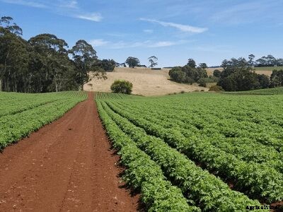Types of Soil and Crops Suitable Grown in India
