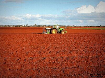 An Ultimate Guide on Crops Suitable for Red Soil