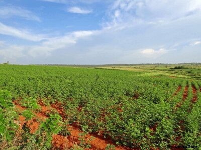 An Ultimate Guide on Crops Suitable for Red Soil