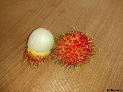 How Rambutan Fruits are Beneficial for People with Several Health Issues?